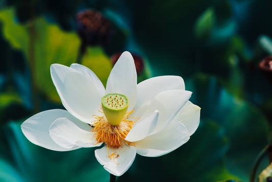 Serenity, 2022, photography, 10 x 8 in. / 25.4 x 20.32 cm.