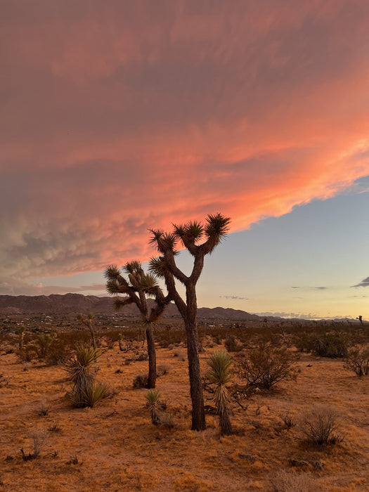 Joshua Tree, 2025 photography, 32 x 24 in. / 81.28 x 60.96 cm.