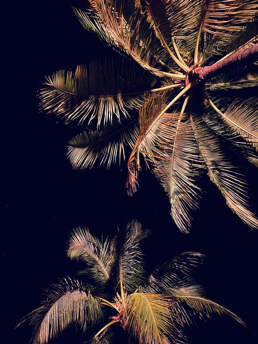 Night Palms, 2025, photography, 32 x 24 in. / 81.28 x 60.96 cm.