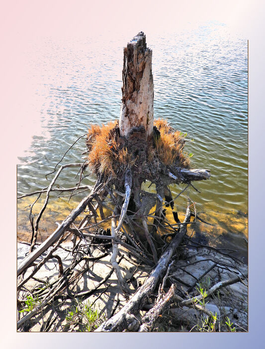 Skipper Creek Stump, 2025, digital photography, 21 x 16 in. / 53.34 x 40.64 cm.