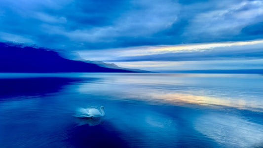 Swan Dreaming, 2025, digital photography, 45 x 80 cm. / 17.7 x 31.4 in.