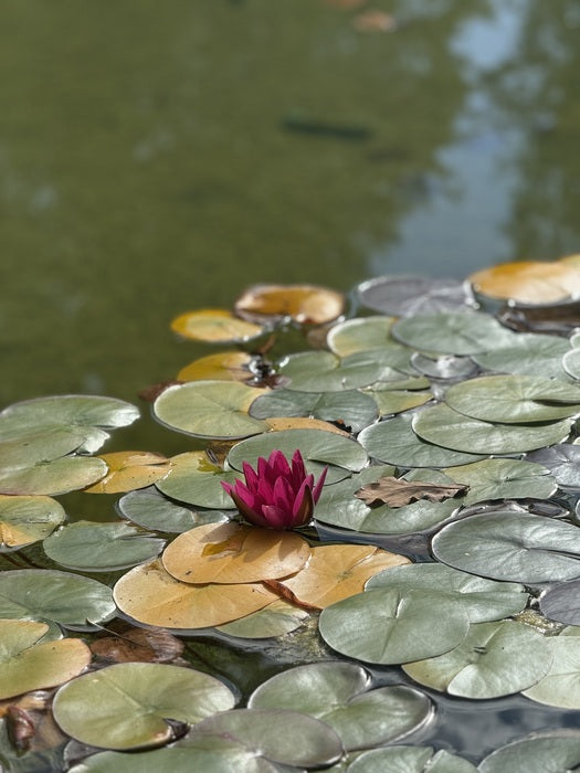 Pond in Switzerland, 2025, photography, 5 x 7 in. / 12.7 x 17.78 cm.