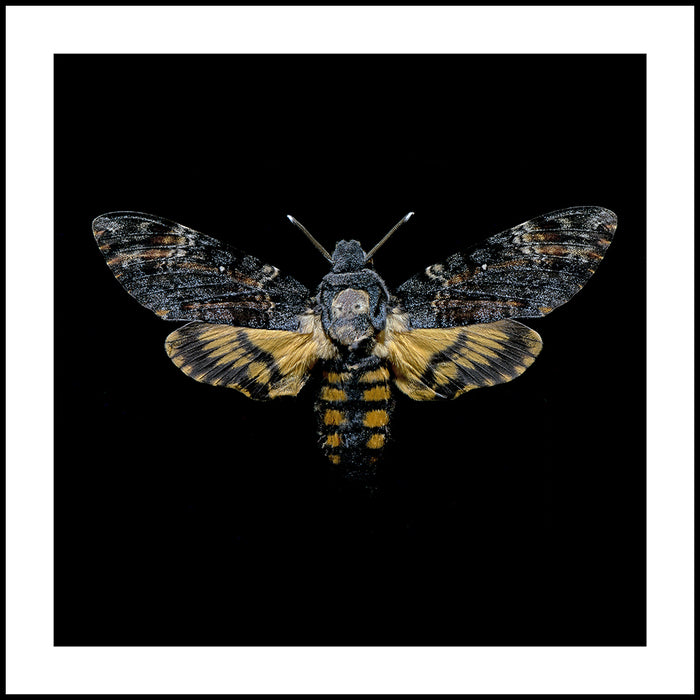 Acherontia Atropos, 2022, archival giclee print, 18 x 18 in. / 45.72 x 45.72 cm.