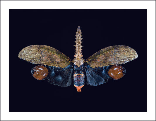 Cathedra Serrata Lanternfly, 2025, archival giclee print, 24 x 18 in. / 60.96 x 45.72 cm.