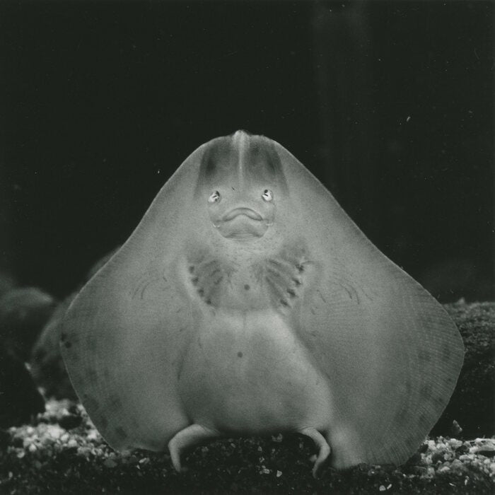 Will You Be my Friend?, 2020, photography, 10 x 10 in. / 25.4 x 25.4 cm.