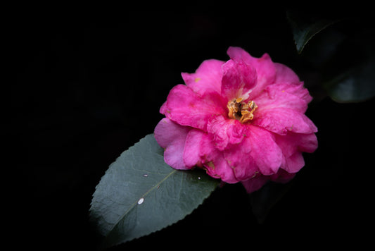 In Bloom, 2026, photography, 16 x 20 in. / 40.64 x 50.8 cm.