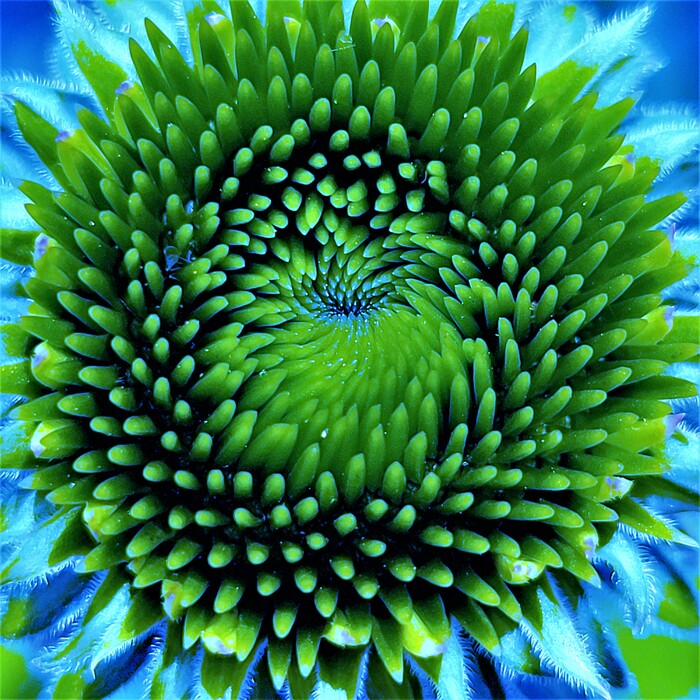 Coneflower Fantasy, 2021, photography, 6 x 6 in. / 15.24 x 15.24 cm.