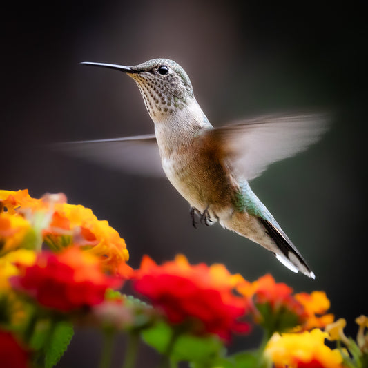 Humming and Hovering, 2026, photography, 8 x 8 in. / 20.32 x 20.32 cm.