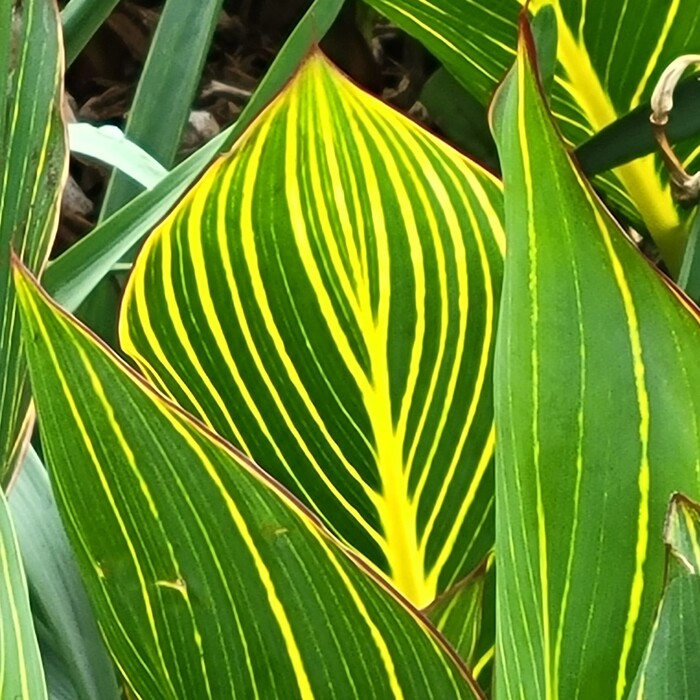 Green and Yellow Stripes, 2021, photography, 10 x 10 in. / 25.4 x 25.4 cm.