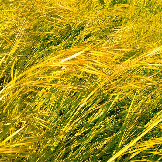 Breezy Day, 2021, photography, 10 x 10 in. / 25.4 x 25.4 cm.