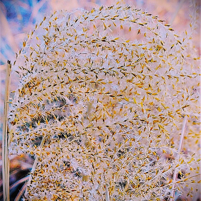 Seed Heads, 2022, photography, 10 x 10 in. / 25.4 x 25.4 cm.