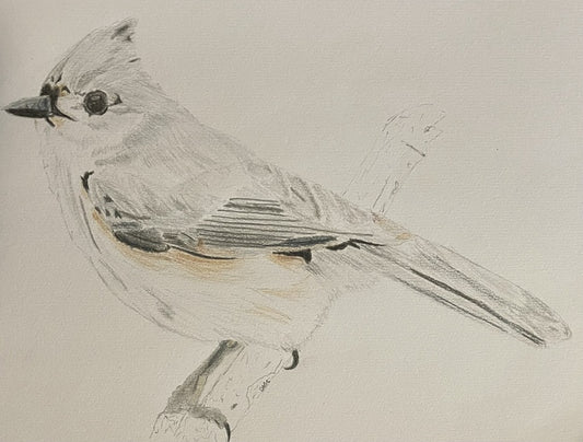 Tufted Titmouse, 2025, graphite and colored pencil, 9 x 7 in. / 22.86 x 17.78 cm.