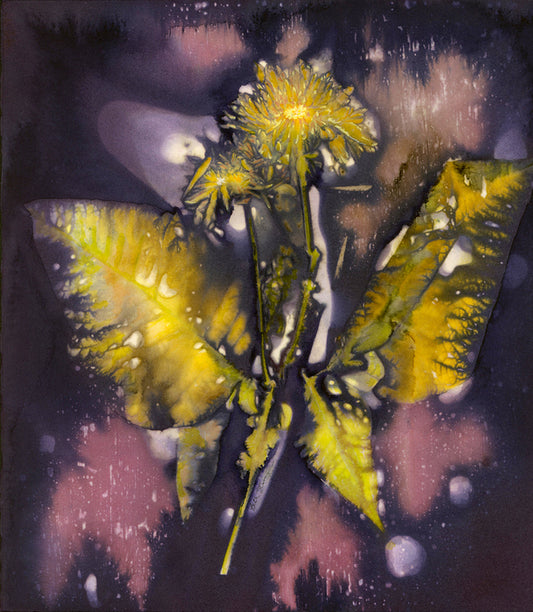 Angel Flower, 2026, echo print, 11 x 10 in. / 27.94 x 25.4 cm.