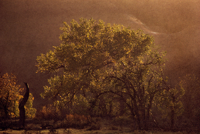 Tree in Mist, 2014, digital photo, 24 x 36 in. / 60.96 x 91.44 cm.
