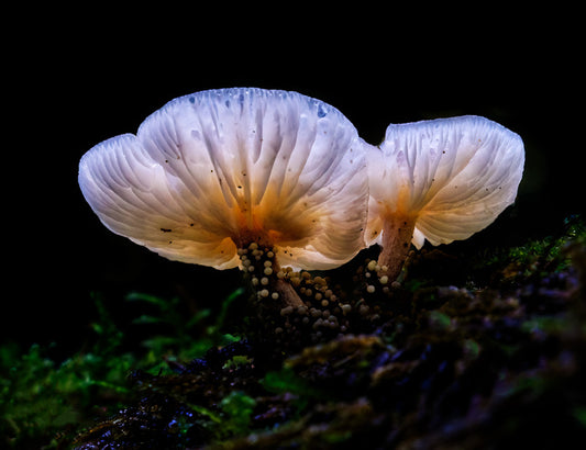 Backlit Mushrooms, 2024, photography, 16 x 20 in. / 40.64 x 50.8 cm.