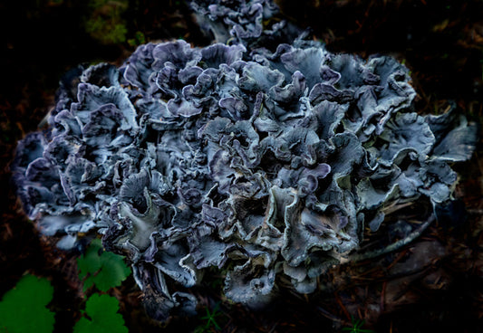Black Chanterelle, 2023, photography, 16 x 20 in. / 40.64 x 50.8 cm.