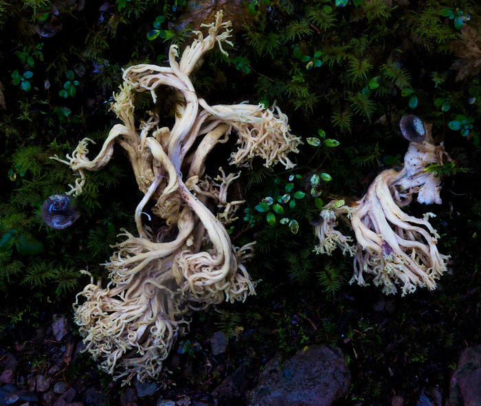 Coral Mushroom, 2023, photography, 16 x 20 in. / 40.64 x 50.8 cm.