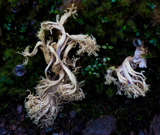 Coral Mushroom, 2023, photography, 16 x 20 in. / 40.64 x 50.8 cm.