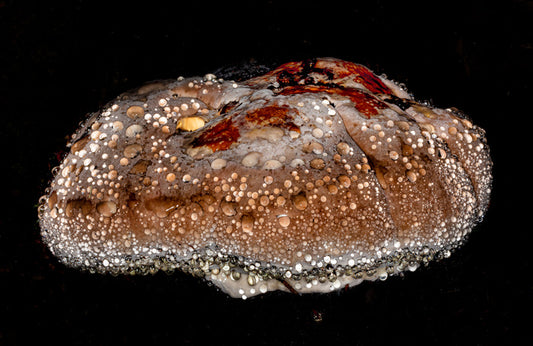 Fomitopsis Pinicola, 2022, photography, 16 x 20 in. / 40.64 x 50.8 cm.