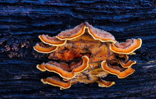 Orange Polypore, 2024, photography, 16 x 20 in. / 40.64 x 50.8 cm.