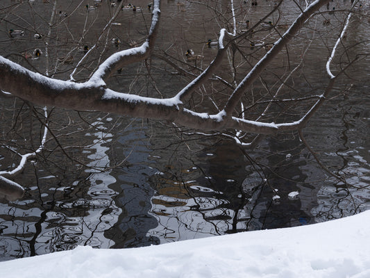 Snowy Branch 1, 2026, archival photographic print, 16 x 20 in. / 40.64 x 50.8 cm.