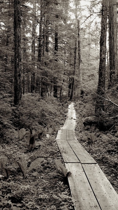 PLANK TRAIL, SITKA, ALASKA, 2024, digital print, 20 x 16 in. / 50.8 x 40.64 cm.