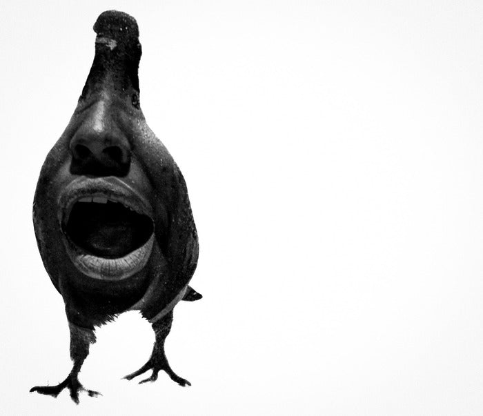 Unfed, 2026, digital photography on paper, 11 x 17 in. / 27.94 x 43.18 cm.