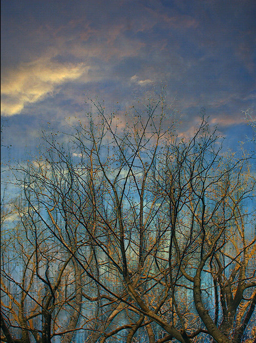 Trees and Light No. 2, 2002, giclee, 14 x 11 in. / 35.56 x 27.94 cm.