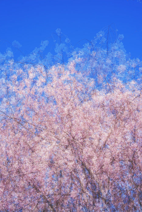 Bloom, 2026, digital art, 18 x 12 in. / 45.72 x 30.48 cm.