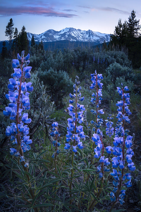 Massive in Blue, 2025, archival pigment print, 16 x 24 in. / 40.64 x 60.96 cm.