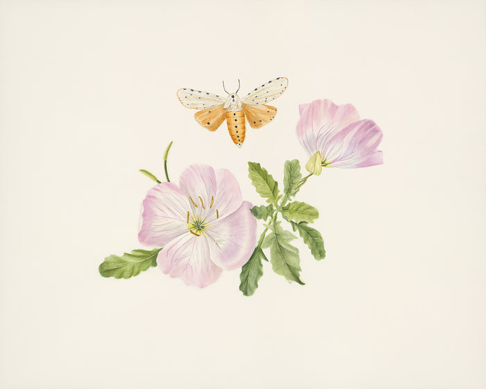 The Pink Evening Primrose Dosey Doe, 2026, watercolor, 16 x 20 in. / 40.64 x 50.8 cm.