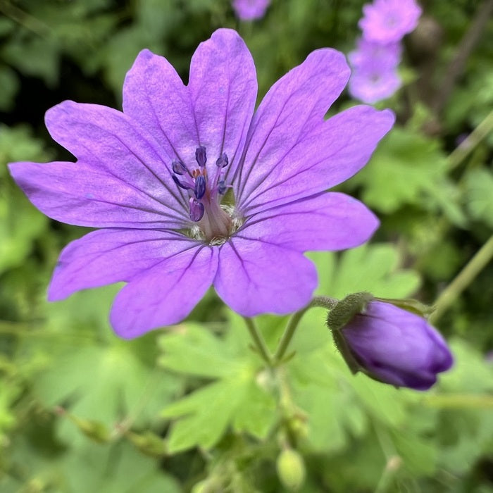 Purple Beauty, 2024, digital photography, 45 x 45 cm. / 17.7 x 17.7 in.