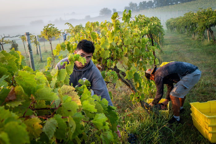 Harvest, 2024, photography, 16 x 24 in. / 40.64 x 60.96 cm.