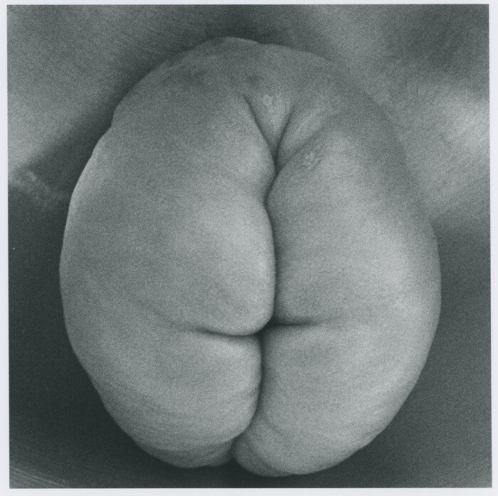 Chayote, 2023, archival silver gelatin print, 12 x 12 in. / 30.48 x 30.48 cm.