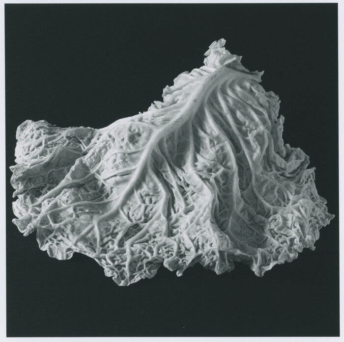 Napa, 2023, archival silver gelatin print, 12 x 12 in. / 30.48 x 30.48 cm.