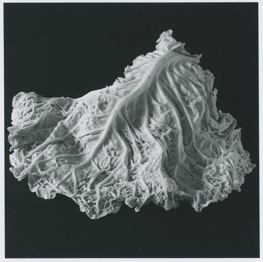 Napa, 2023, archival silver gelatin print, 12 x 12 in. / 30.48 x 30.48 cm.