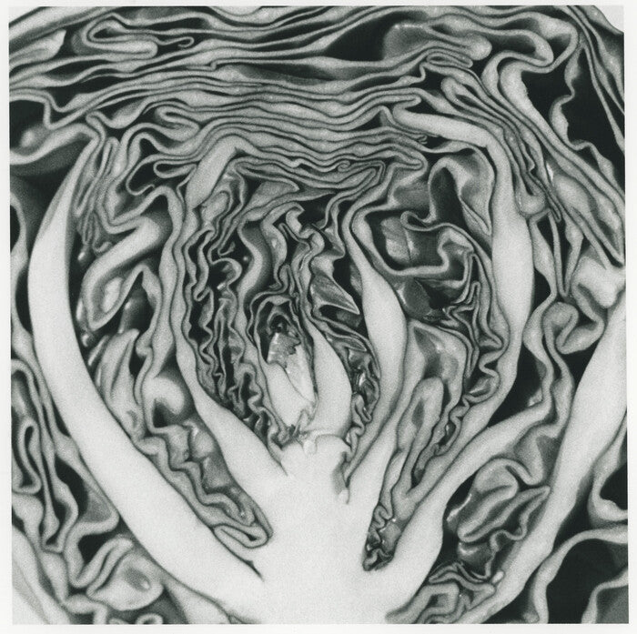 Purple, 2023, archival silver gelatin print, 12 x 12 in. / 30.48 x 30.48 cm.