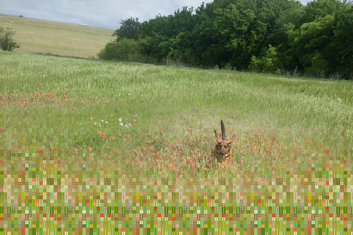 Indian Paintbrush, 2026, digital photography, 21 x 30 in. / 53.34 x 76.2 cm.