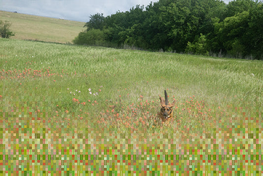 Indian Paintbrush, 2026, digital photography, 21 x 30 in. / 53.34 x 76.2 cm.