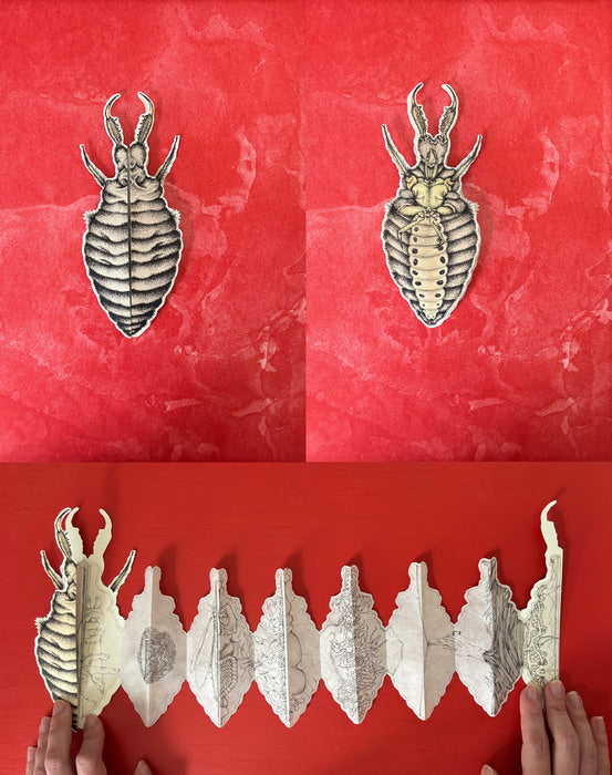 Anatomy of an Antlion, 2025, etching, lithography, screen printing, 5 x 4 in. / 12.7 x 10.16 cm.