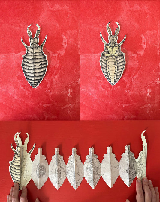 Anatomy of an Antlion, 2025, etching, lithography, screen printing, 5 x 4 in. / 12.7 x 10.16 cm.