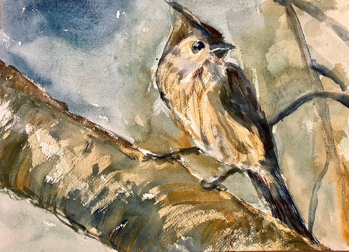 Tufted Titmouse, 2026, watercolor, 10 x 14 in. / 25.4 x 35.56 cm.