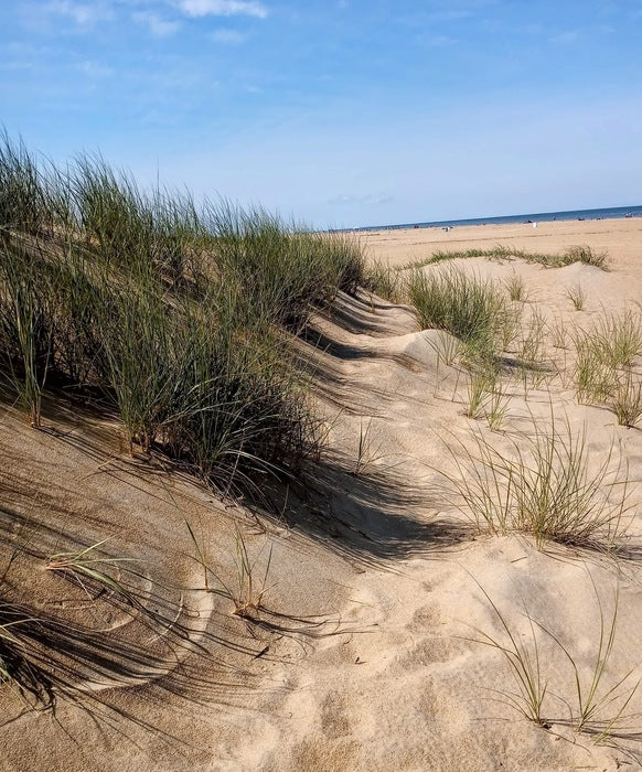 Sand Dunes at the Beach in Virginia, 2024, photography, 8 x 11 in. / 20.32 x 27.94 cm.