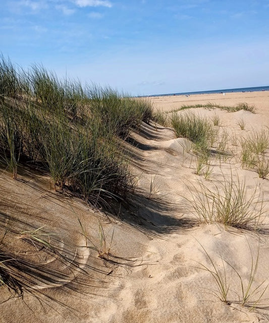Sand Dunes at the Beach in Virginia, 2024, photography, 8 x 11 in. / 20.32 x 27.94 cm.