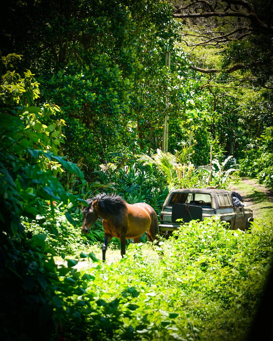 Wild Horse Freedom, 2026, photography, 12 x 18 in. / 30.48 x 20.32 cm.