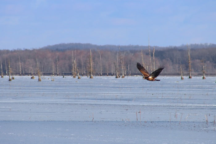 Juvenile Bald Eagle in Winter, 2024, photography, 20 x 24 in. / 50.8 x 60.96 cm.