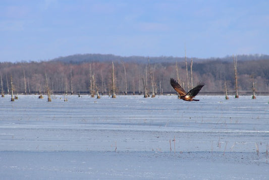 Juvenile Bald Eagle in Winter, 2024, photography, 20 x 24 in. / 50.8 x 60.96 cm.