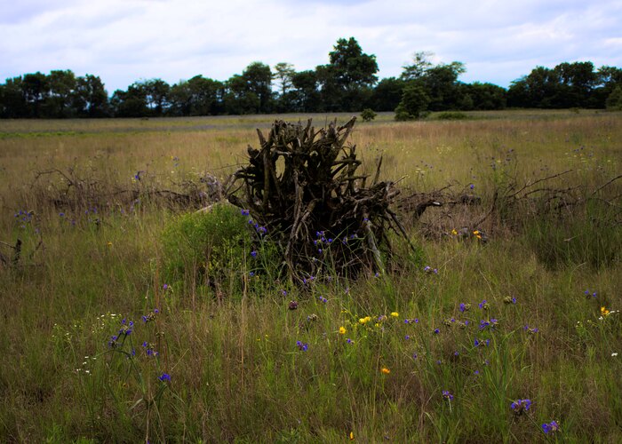 Prairie Rootwad, 2025, photography, 20 x 24 in. / 50.8 x 60.96 cm.