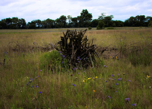 Prairie Rootwad, 2025, photography, 20 x 24 in. / 50.8 x 60.96 cm.