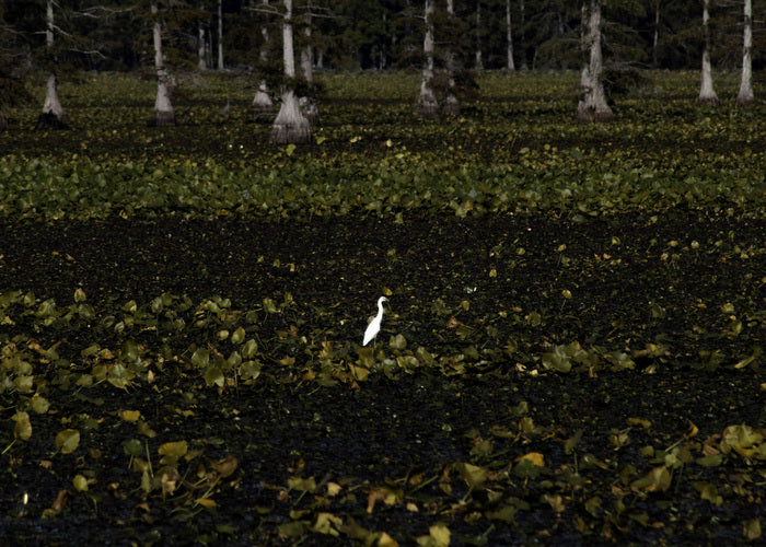 White Heron, 2025, photography, 20 x 24 in. / 50.8 x 60.96 cm.